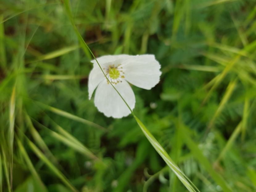  - Martie 2021 aprilie 22