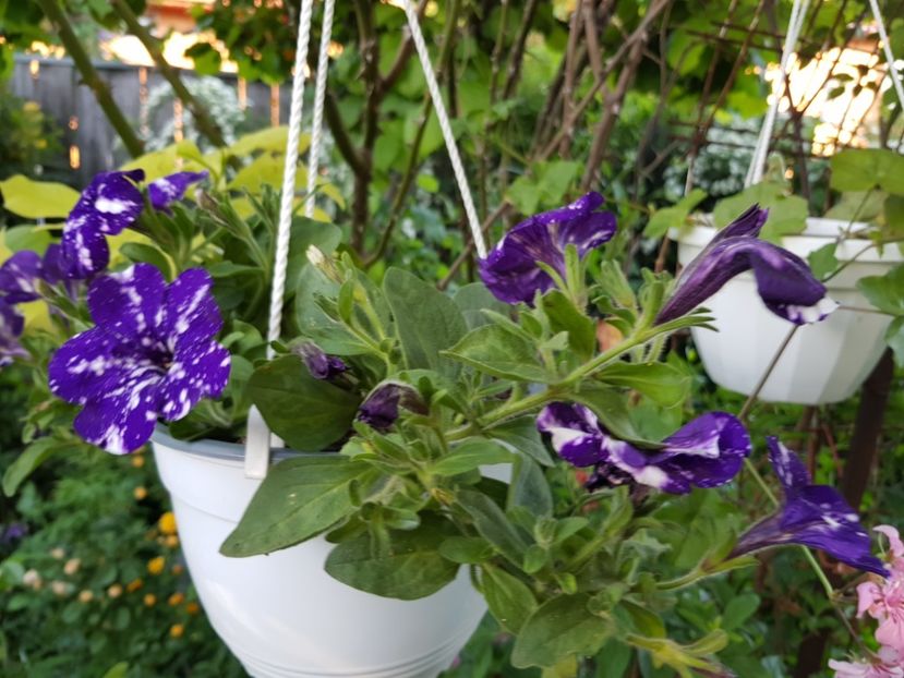  - Martie 2021 aprilie 22