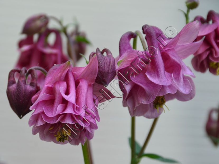 aguilegia 22 - Flori gradina