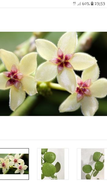 Screenshot_20210513-235345_Chrome - Kastbergii