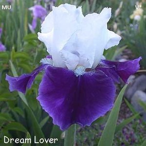 dream-lover - IRISI -achizitii