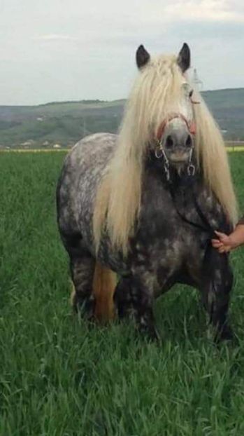  - Cai animale nobile