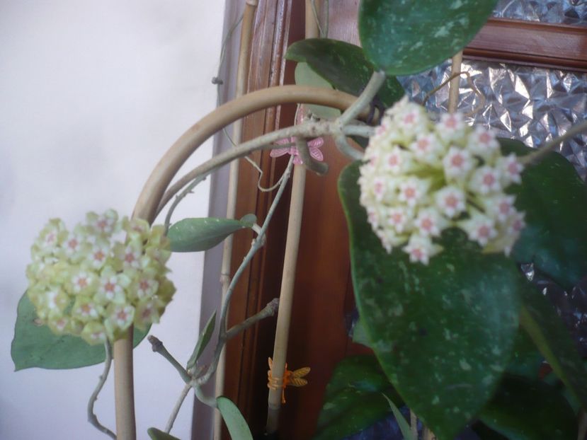 14.05.2021 - HOYA 2021-1