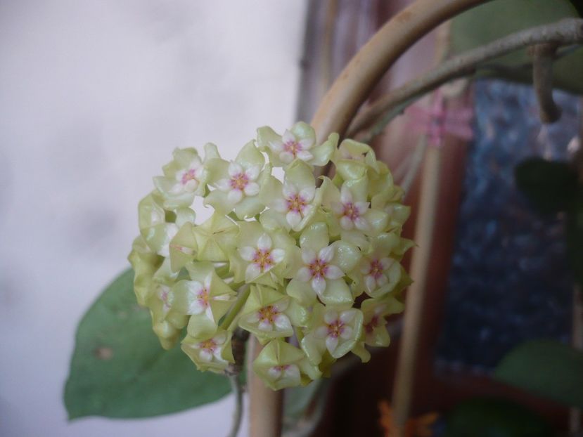 P1470770 - HOYA 2021-1