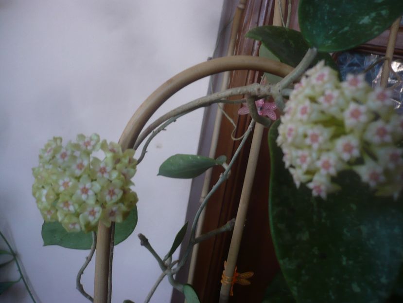 P1470771 - HOYA 2021-1