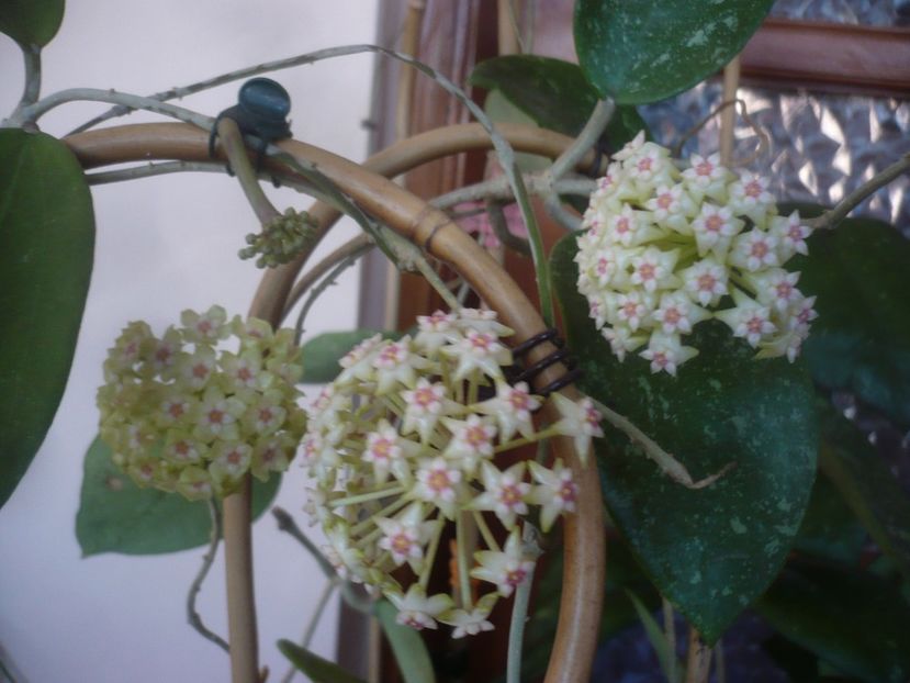 P1470772 - HOYA 2021-1