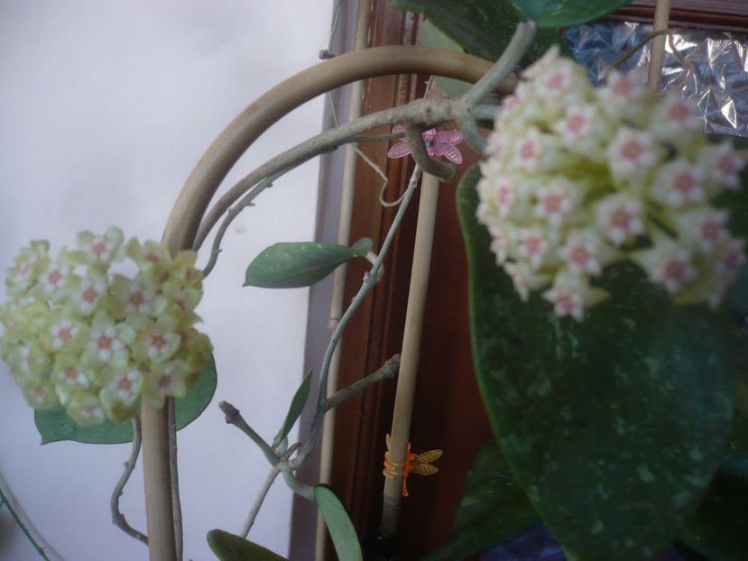 P1470773 - HOYA 2021-1