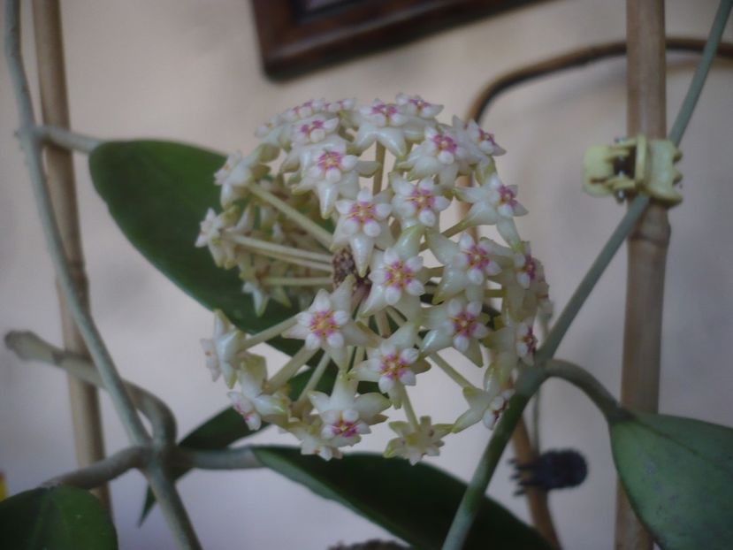 P1470775 - HOYA 2021-1