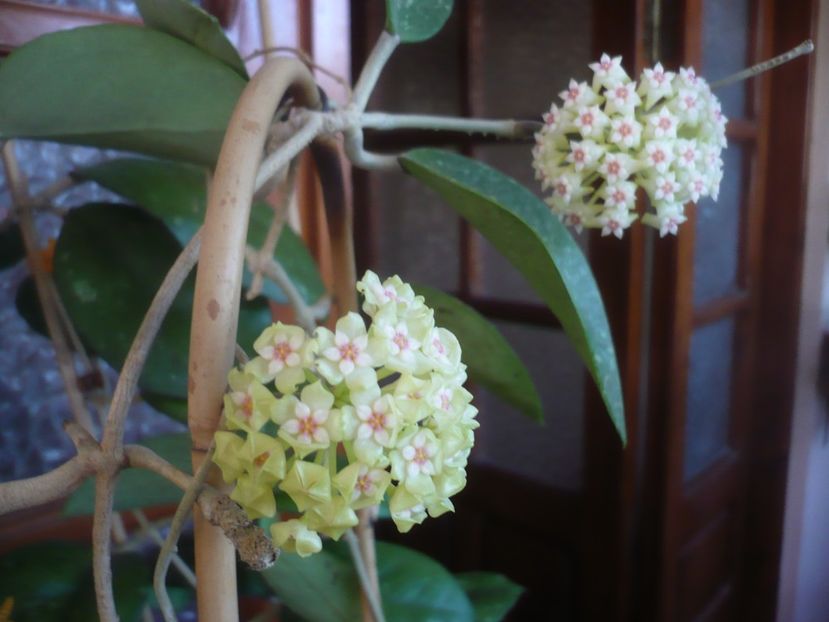 P1470776 - HOYA 2021-1