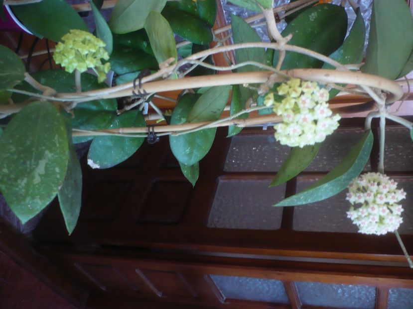 P1470777 - HOYA 2021-1