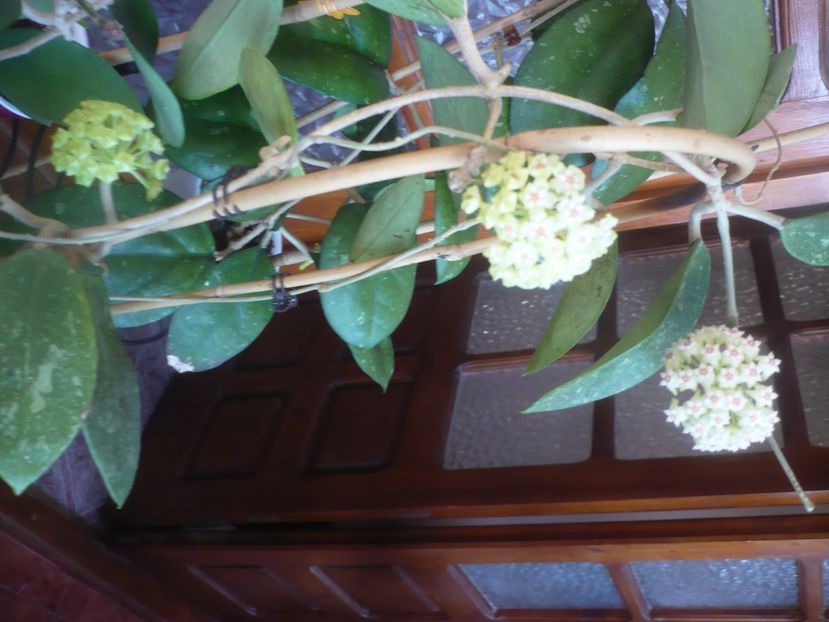 P1470778 - HOYA 2021-1