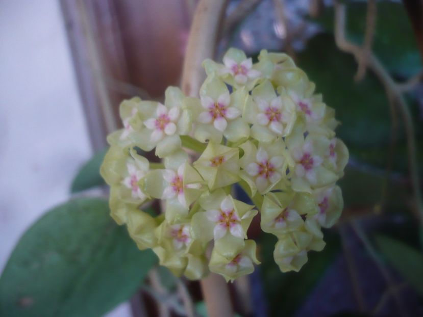 P1470779 - HOYA 2021-1