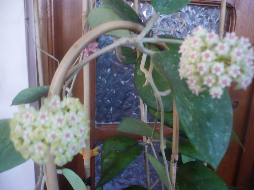 P1470780 - HOYA 2021-1