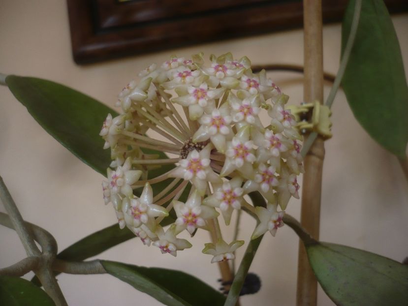 P1470781 - HOYA 2021-1