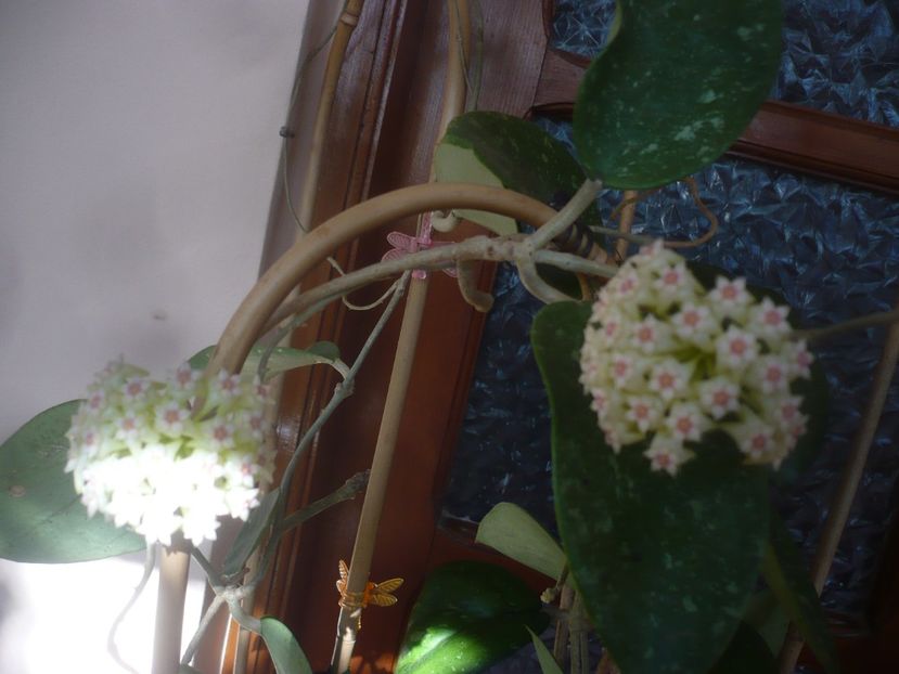 P1470782 - HOYA 2021-1