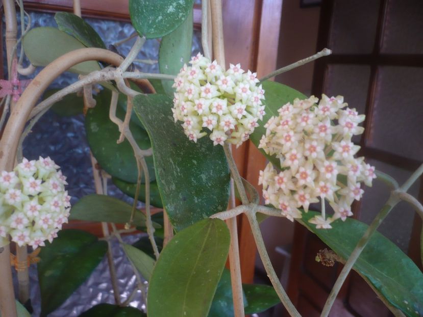 P1470794 - HOYA 2021-1