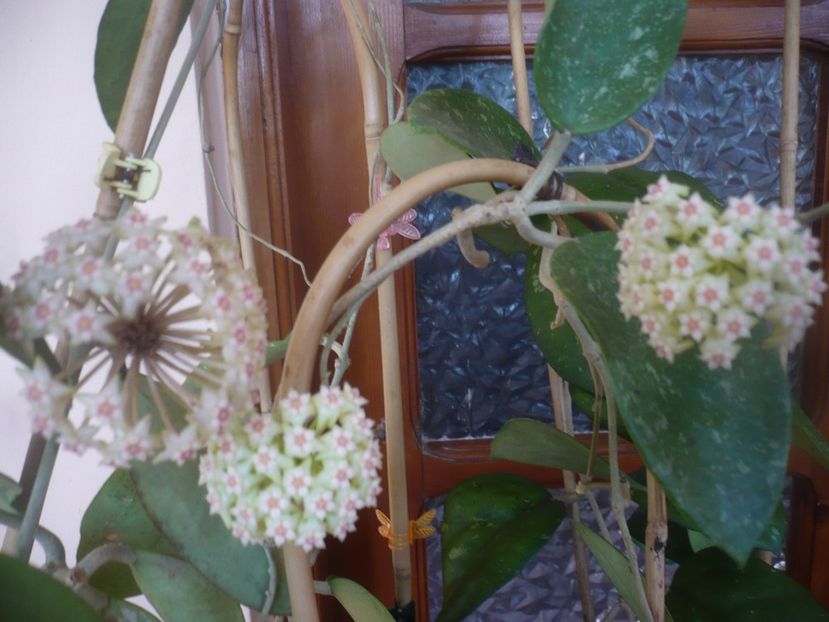 P1470795 - HOYA 2021-1