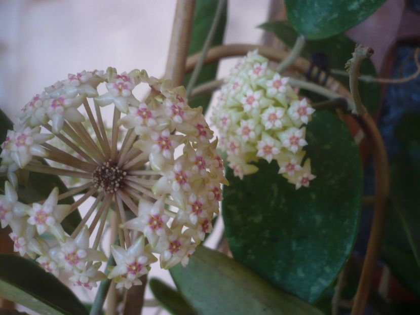 P1470796 - HOYA 2021-1