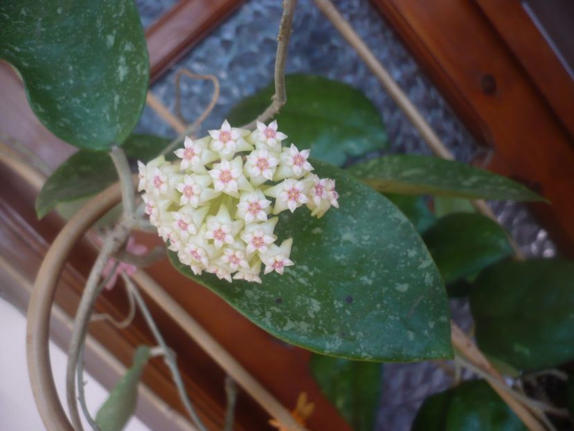 P1470797 - HOYA 2021-1