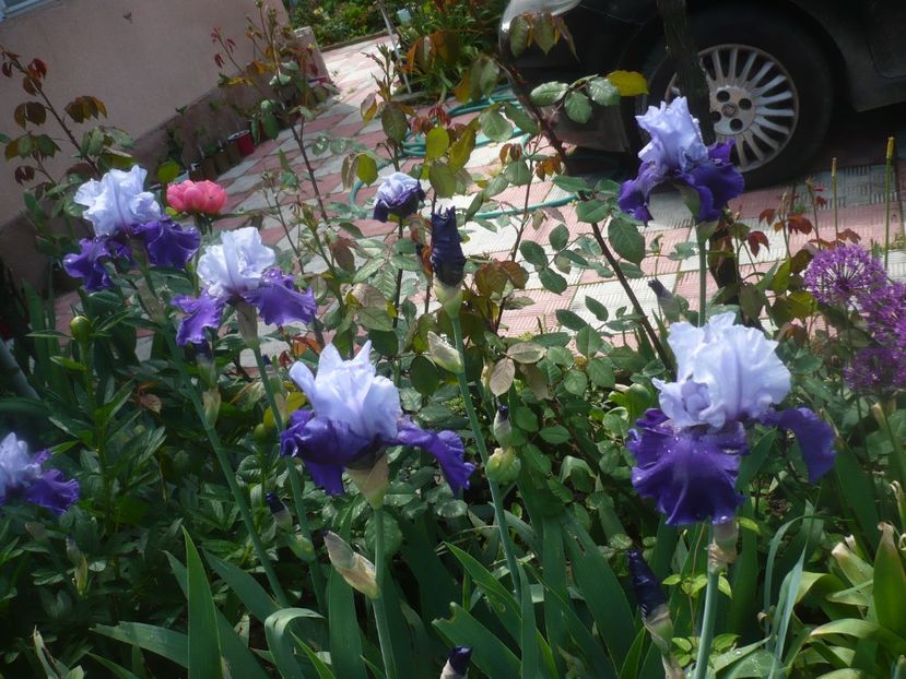 P1470814 - GRADINA 2021