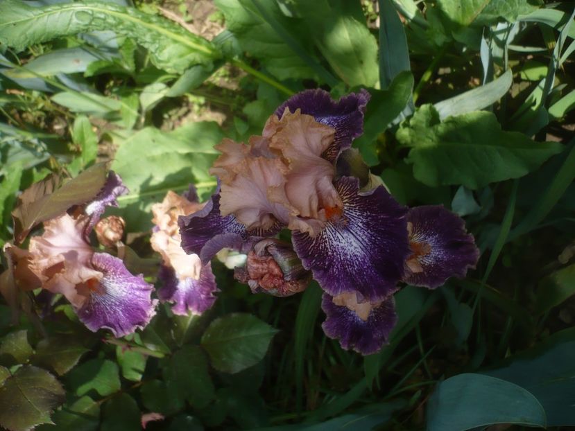 P1470819 - GRADINA 2021