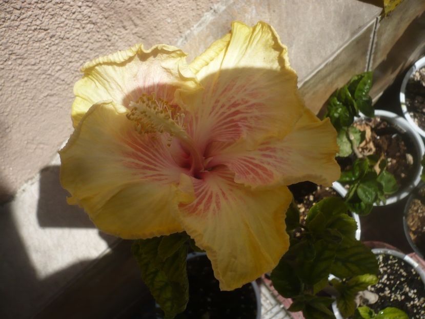 14.05.2021 - HIBISCUSI 2021-1