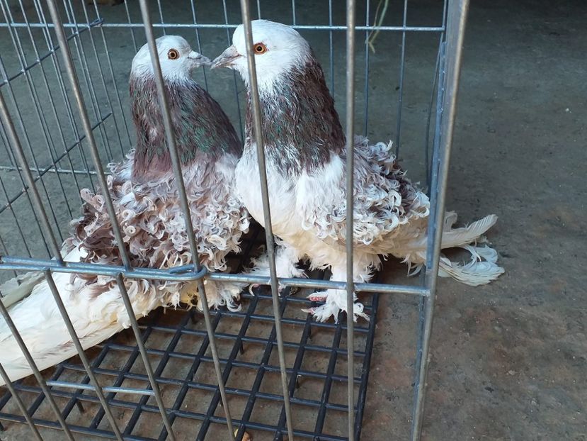 vânduți Cătă Bv - Porumbei VÂNDUȚI