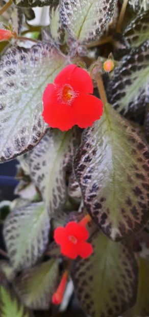  - Episcia