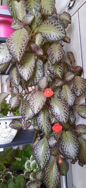 - Episcia