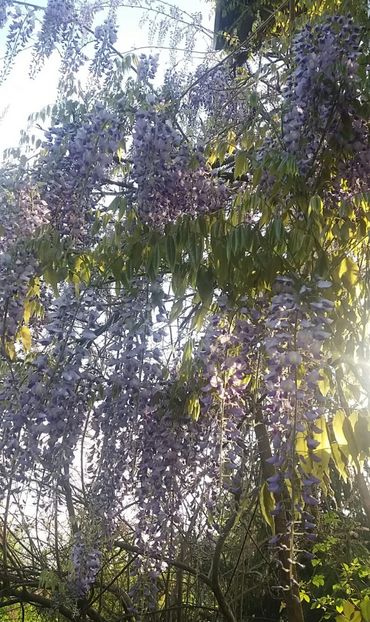  - Primăvara în grădină