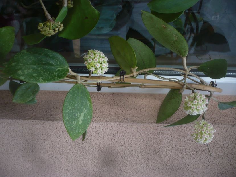 P1470832 - HOYA 2021-1