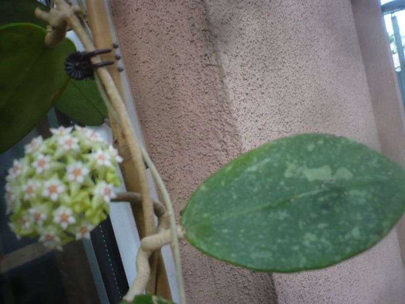 P1470833 - HOYA 2021-1