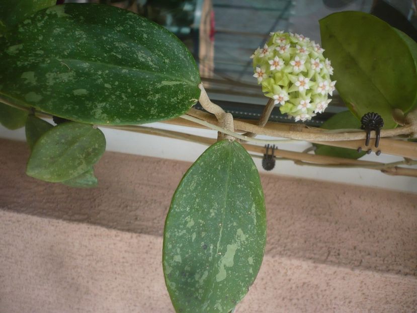 P1470834 - HOYA 2021-1