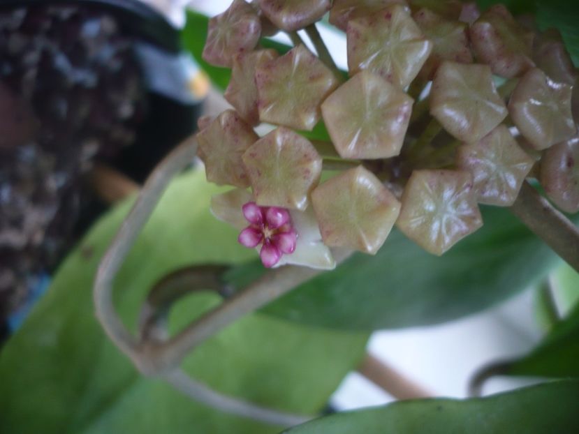 P1470836 - HOYA 2021-1