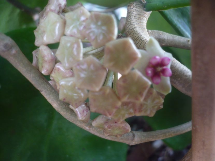 P1470837 - HOYA 2021-1