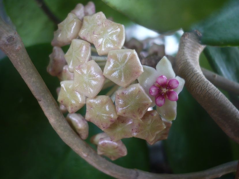 P1470838 - HOYA 2021-1