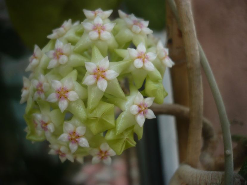 P1470839 - HOYA 2021-1