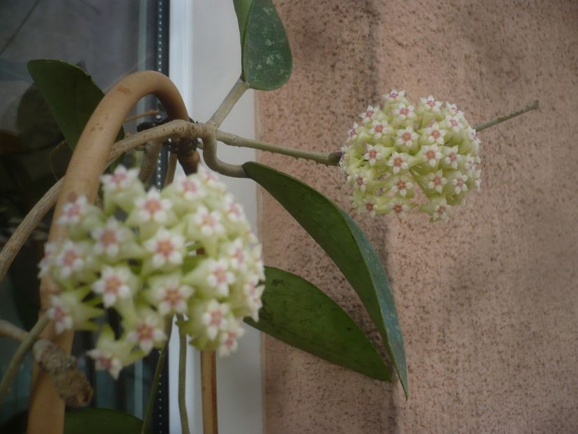 P1470840 - HOYA 2021-1