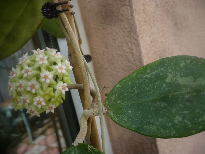 P1470841 - HOYA 2021-1