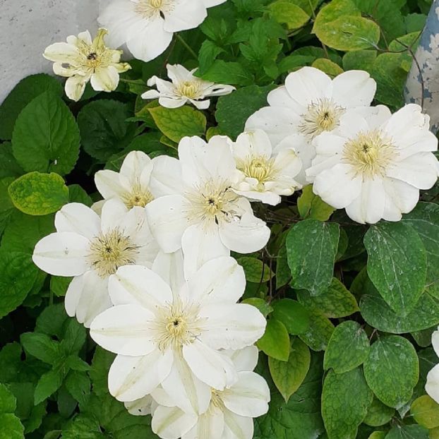  - Clematis Guernsey Cream