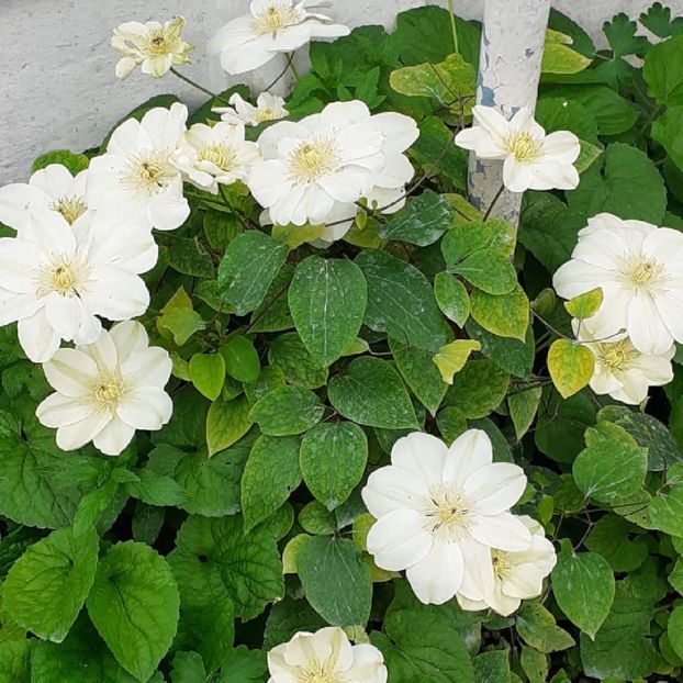  - Clematis Guernsey Cream