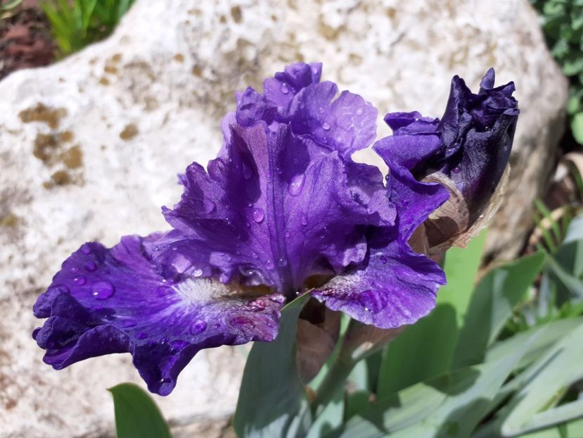 Unknown intermediate (Antique) - Iris 2021