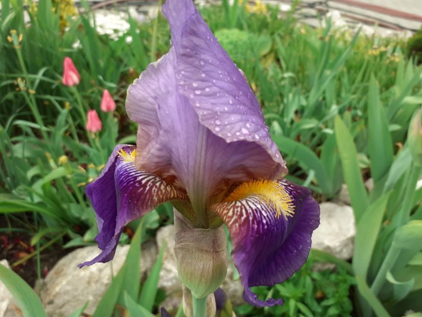 Henri Cayeux - Iris 2021