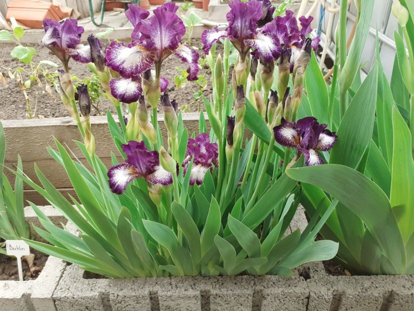 Vitrail - Iris 2021
