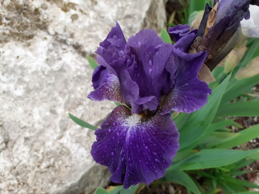 Antique - Iris 2021