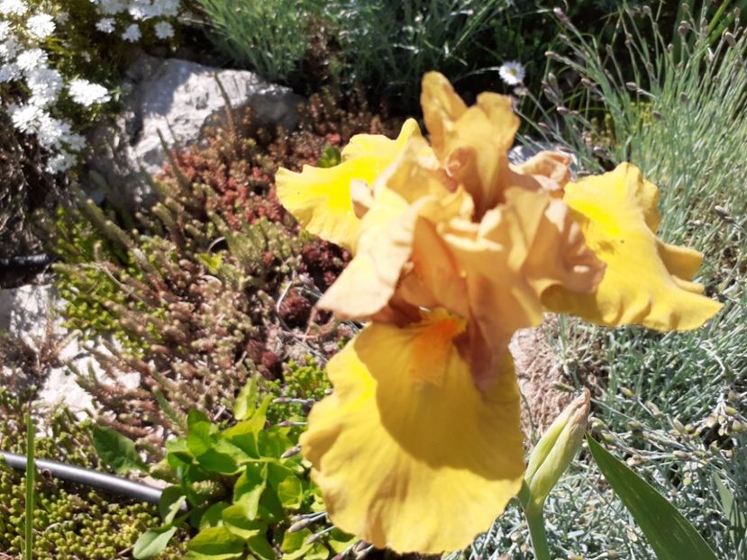 John - Iris 2021