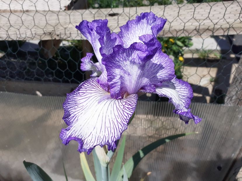 Autumn circus - Iris 2021