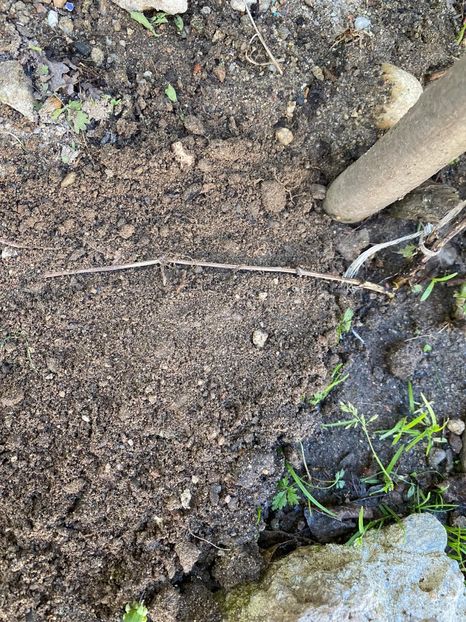 DA899437-CC4C-4391-8273-646CD92F8ACC - Experiment Clematis 2021