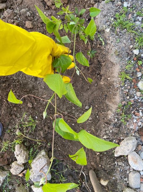 E569E152-96A8-453B-8616-0FE34AEC84B2 - Experiment Clematis 2021