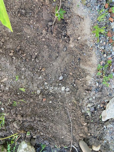 D9BFBD03-7181-4ECD-B87C-57AB810E29EC - Experiment Clematis 2021